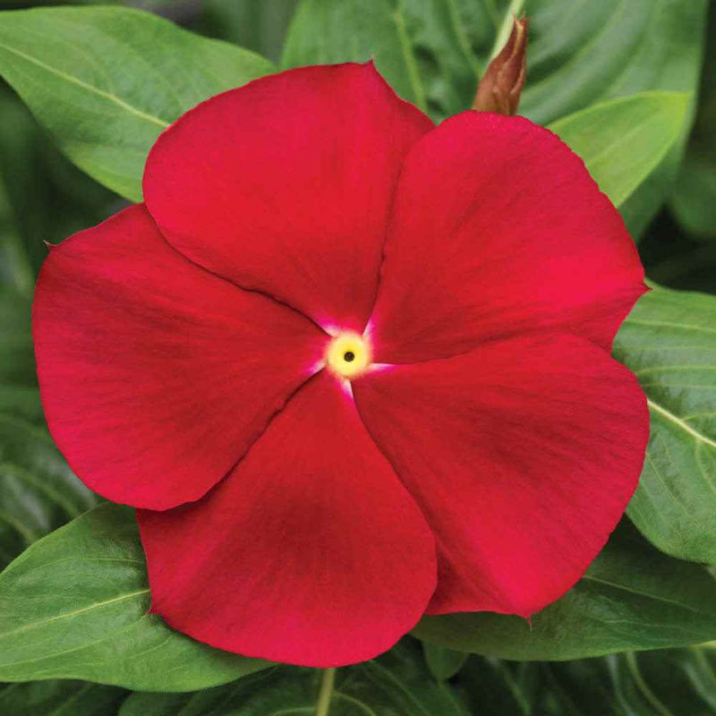 Red Vinca Rosea Flower seeds for Planting - Shade Tolerant, Heirloom & GMO Free Seeds for Home Garden
Sale for planting in home garden