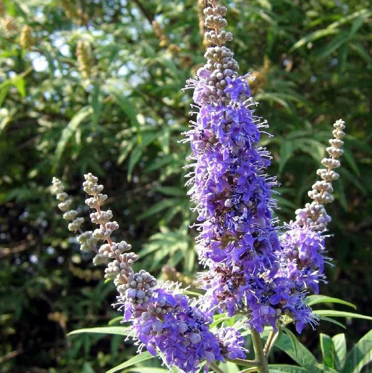 Chasteberry Flower seeds for Planting Bright Blooms Heirloom & GMO Free Seeds for Home Garden