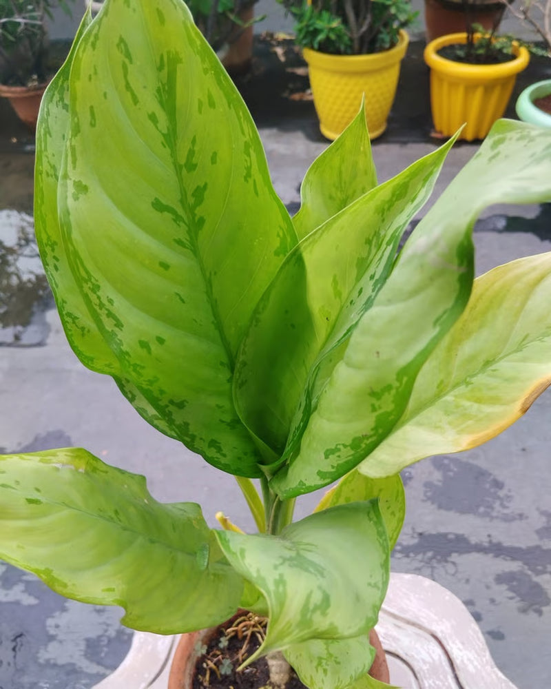 Yellow Aglaonema Flower seeds for Planting - Compact Growth, Heirloom & GMO Free Seeds for Home Garden