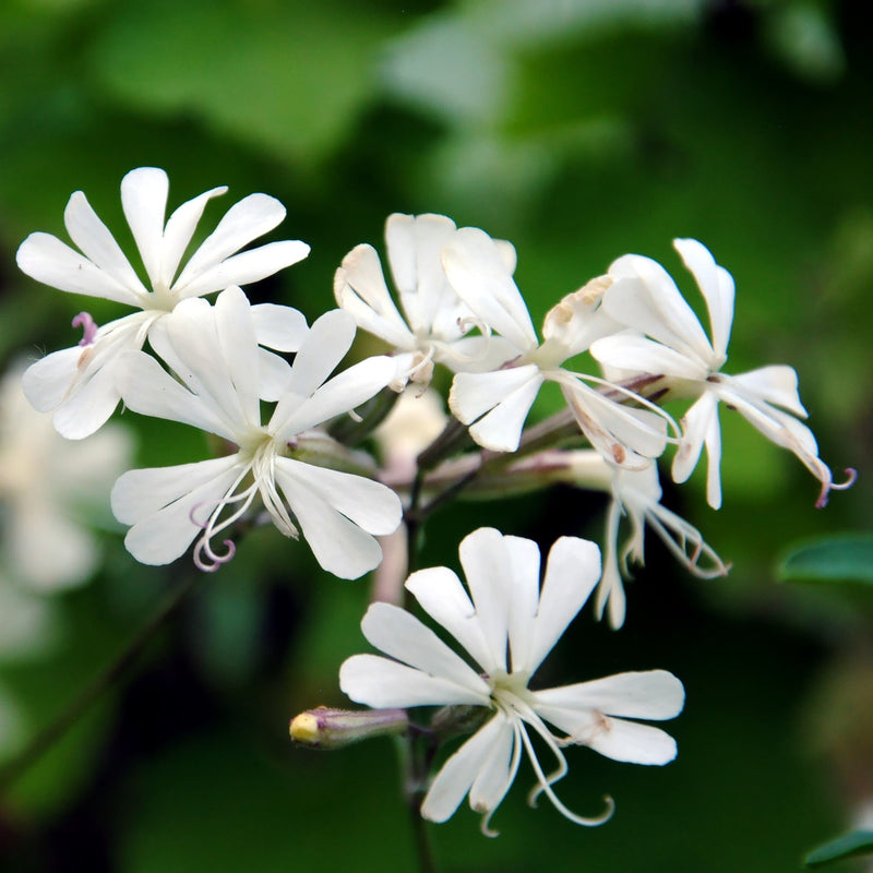 White Catchfly Seeds for Planting – Non-GMO Flower Seeds
