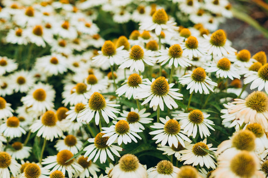 White Coneflower Echinacea Purpurea Non-GMO Seeds for Planting