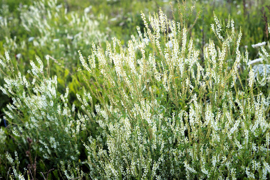 Packet of White Blossom Sweet Clover flower seeds