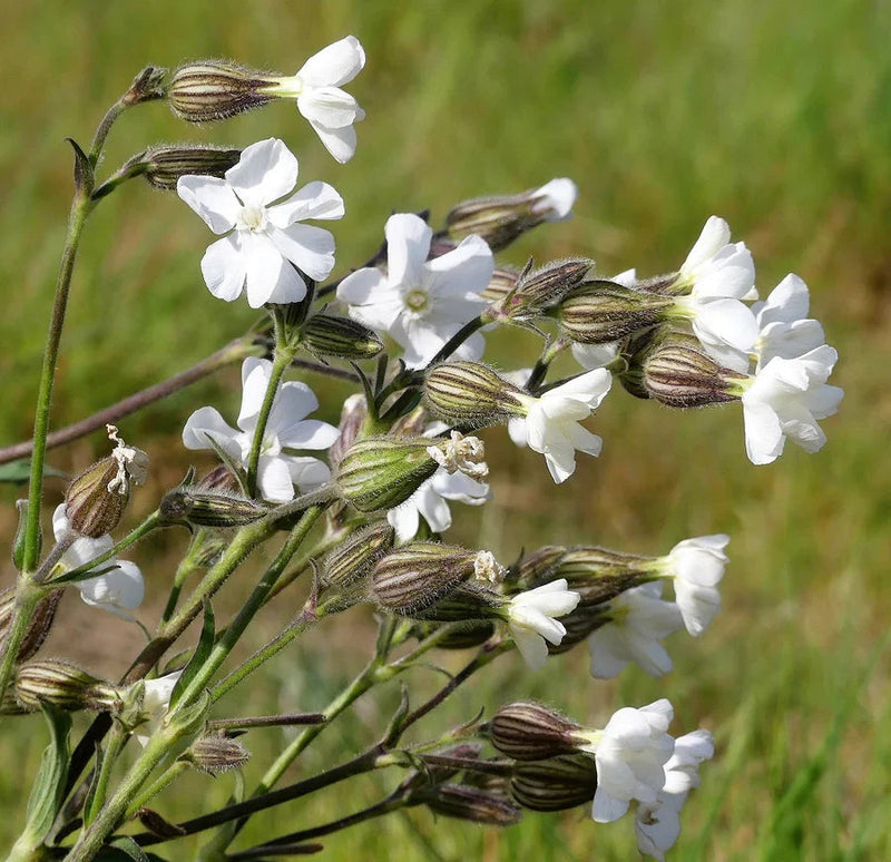 Campion Flower seeds for Planting - Wildflower Mix, Heirloom & GMO Free Seeds for Home Garden
Sale seeds for home garden