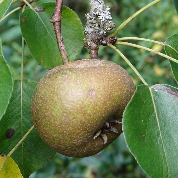 Wild Pear Tree Planting Guide for Fruitful Yields Seed for Sustainable Growth and Garden Enrichment