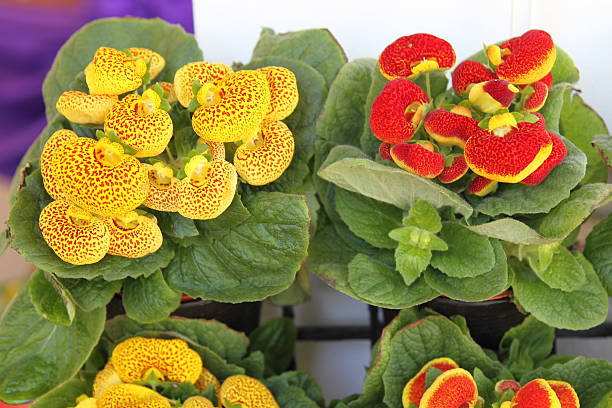 Yellow Gloxinia flower seeds for vibrant garden blooms