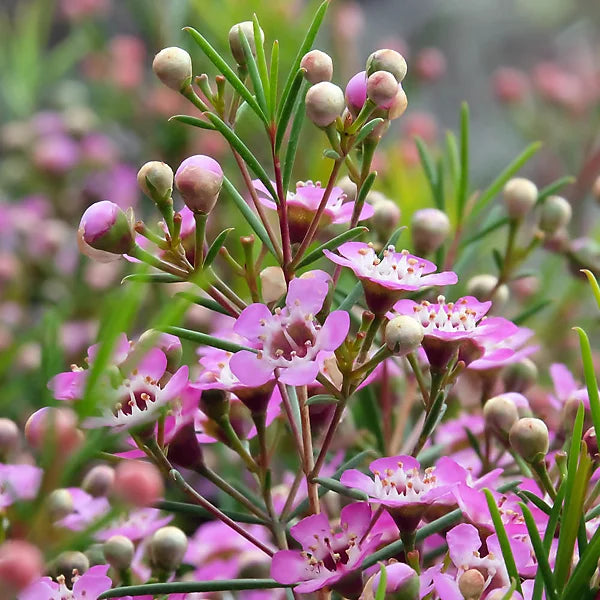 Chamelaucium Flower seeds for Planting Cut Flower Favorite Heirloom & GMO Free Seeds for Home Garden