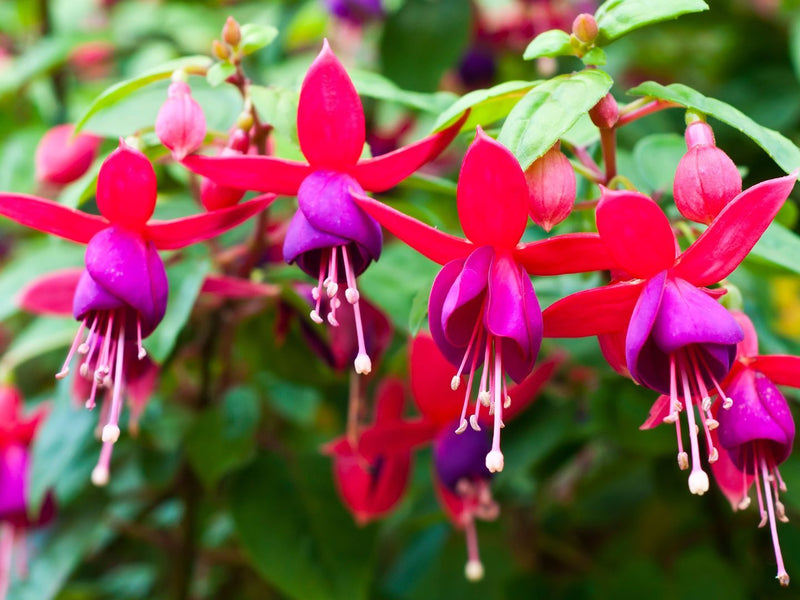 Fuchsia Flower seeds for Planting Low Maintenance Heirloom & GMO Free Seeds for Home Garden