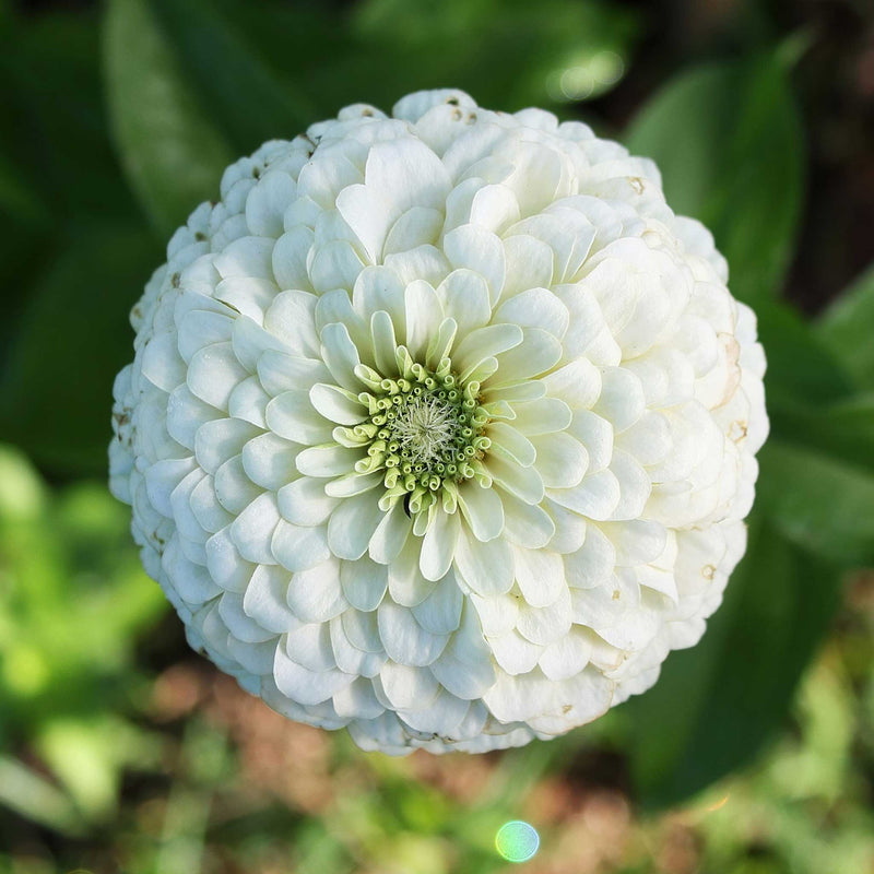 Zinnia Benary Giant White Seeds for Large, White Zinnia Blooms
