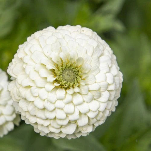 White Oklahoma Flower seeds for Planting - Bright Blooms, Heirloom & GMO Free Seeds for Home Garden