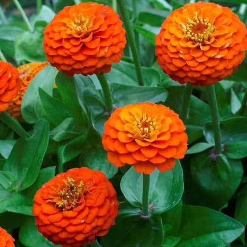 Orange Yellow Zinnia Flower seeds for Planting - Long Bloom Season, Heirloom & GMO Free Seeds for Home Garden