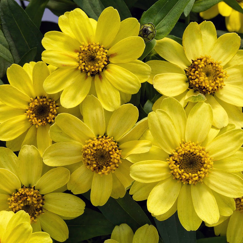 Yellow Profusion Flower seeds for Planting - Shade Tolerant, Heirloom & GMO Free Seeds for Home Garden