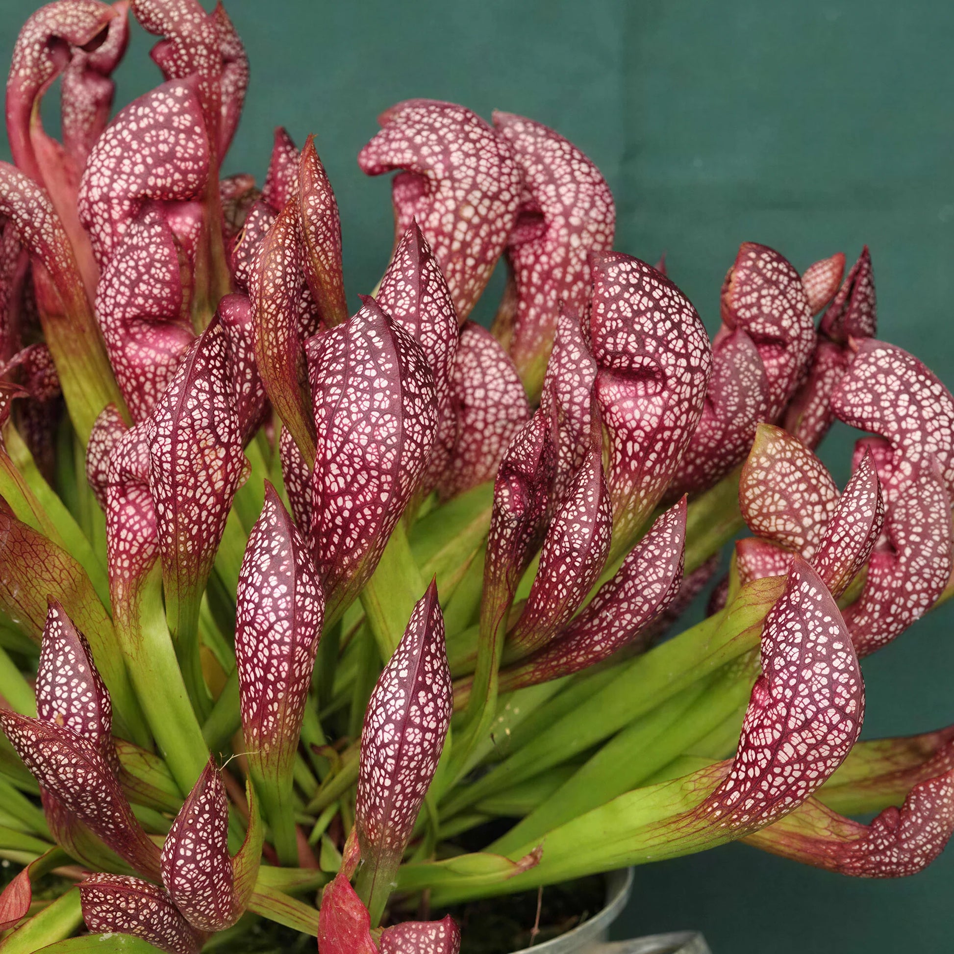Scarlet Sarracenia Carnivorous Flower seeds for Planting Long Bloom Season Heirloom & GMO Free Seeds for Home Garden