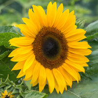 Orange Helianthus Flower seeds for Planting - Pollinator Friendly, Heirloom & GMO Free Seeds for Home Garden