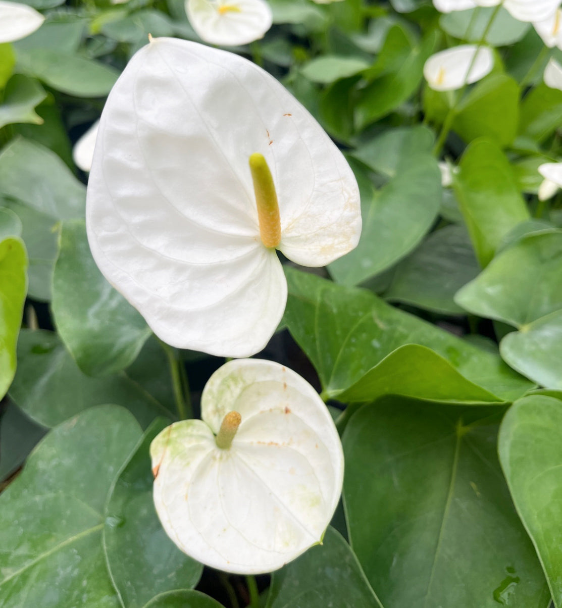 White Anthurium Flower Seeds for Garden Bright Blooms Heirloom & GMO Free Seeds for Home Garden
 
 Sale