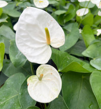 Anthurium Seeds for Hydroponics Planting