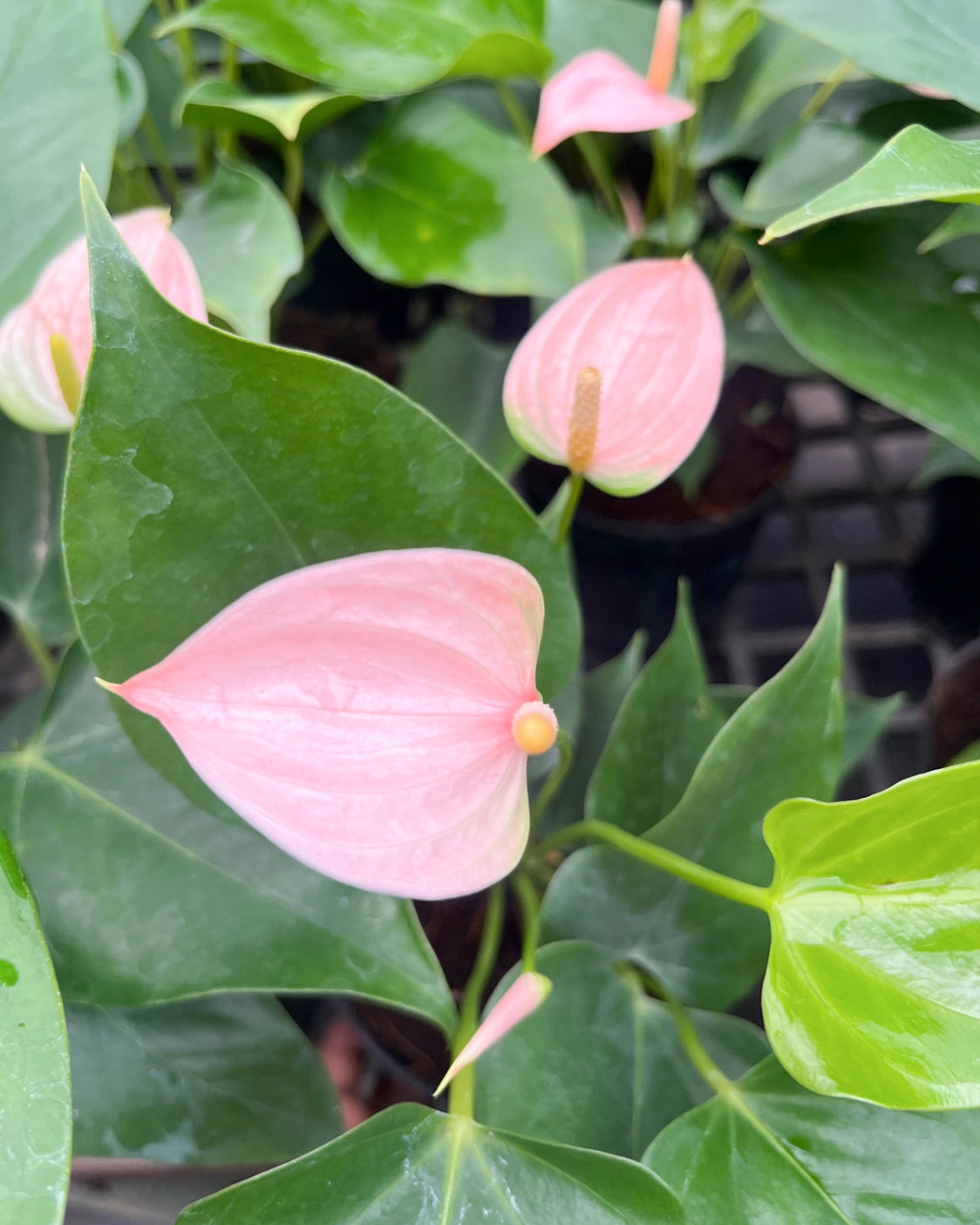 Baby Pink Anthurium Flower seeds for Planting Cottage Garden Essential Heirloom & GMO Free Seeds for Home Garden 
 
 Sale