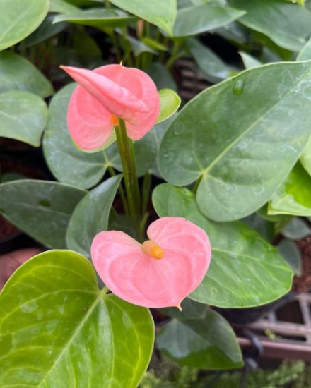 Baby Pink Anthurium Flower seeds for Planting - Compact Growth, Heirloom & GMO Free Seeds for Home Garden