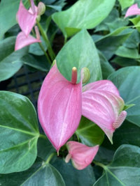Pink & Green Anthurium Flower Seeds for Planting Fragrant Blossoms Heirloom & GMO Free Seeds for Home Garden
 
 Sale