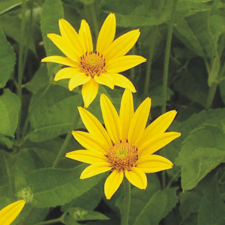 Yellow Heliopsis Flower seeds for Planting - Cut Flower Favorite, Heirloom & GMO Free Seeds for Home Garden