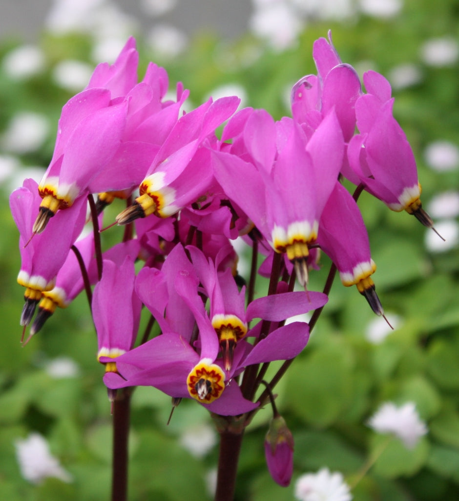 Pink White Dodecatheon Seeds - Perfect for Planting in Spring and Summer Gardens