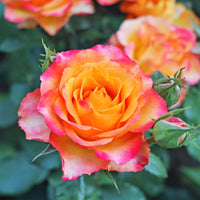 Pink Yellow Rose Flower Seeds for Planting - Vibrant Garden Roses, Spring & Fall Planting