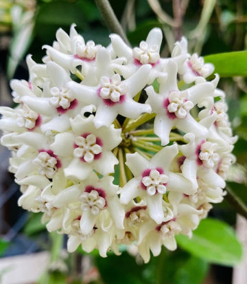 White Hoya Flower Seeds – Drought Tolerant Heirloom & NonGMO for Home Garden
 
 Sale