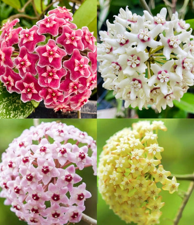 100 Pcs