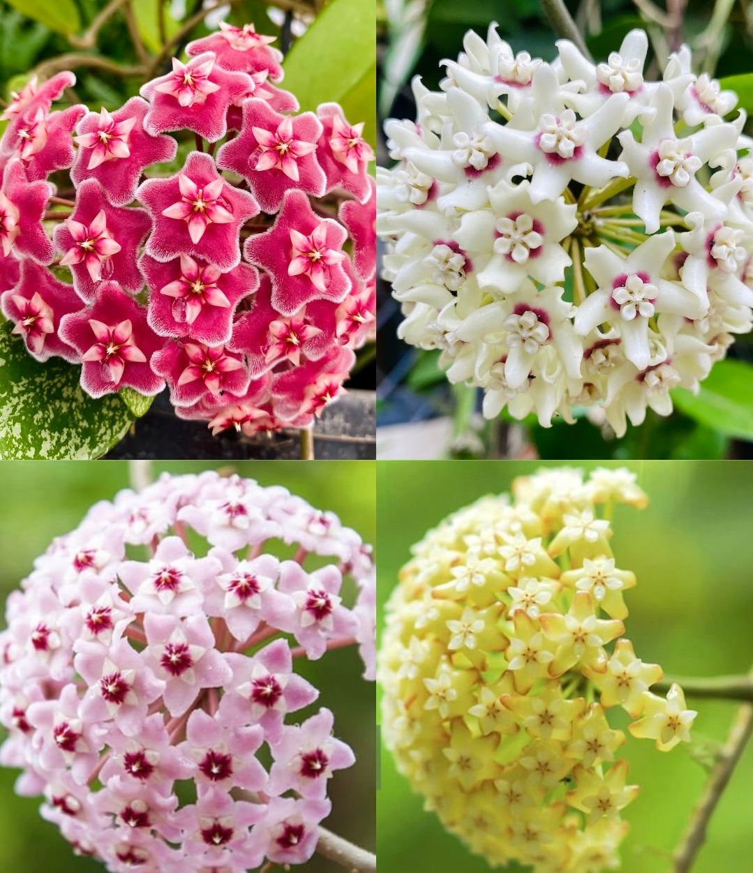 Hoya Carnosa Flower seeds for Planting Cut Flower Favorite Heirloom & GMO Free Seeds for Home Garden