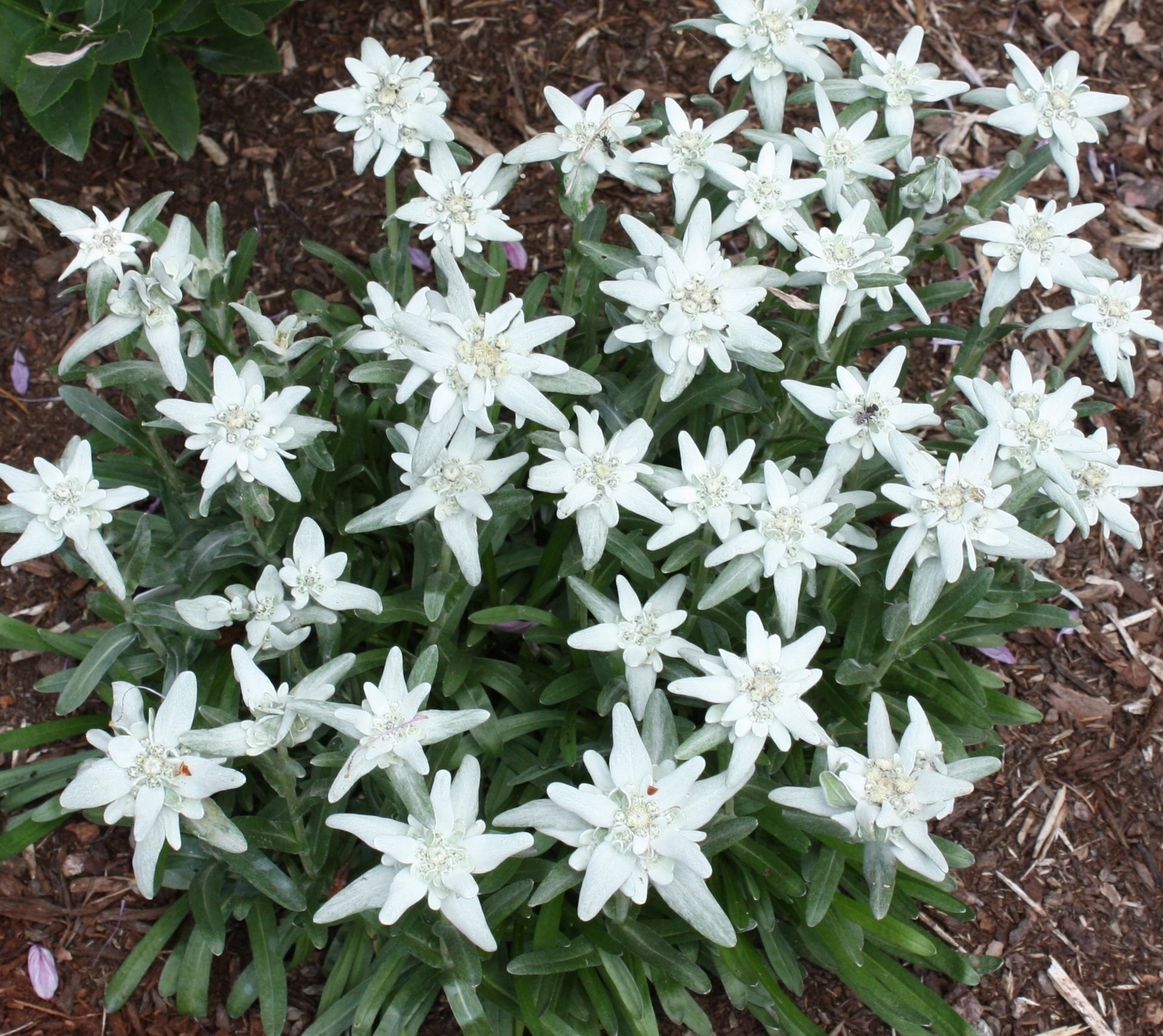 White Edelweiss Flower seeds for Planting Shade Tolerant Heirloom & GMO Free Seeds for Home Garden 
 
 Sale
