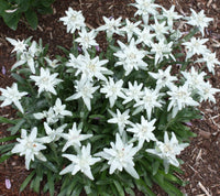 White Edelweiss Flower seeds for Planting Shade Tolerant Heirloom & GMO Free Seeds for Home Garden 
 
 Sale