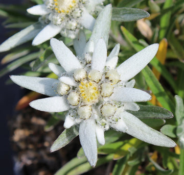 White Edelweiss Flower seeds for Planting Shade Tolerant Heirloom & GMO Free Seeds for Home Garden 
 
 Sale