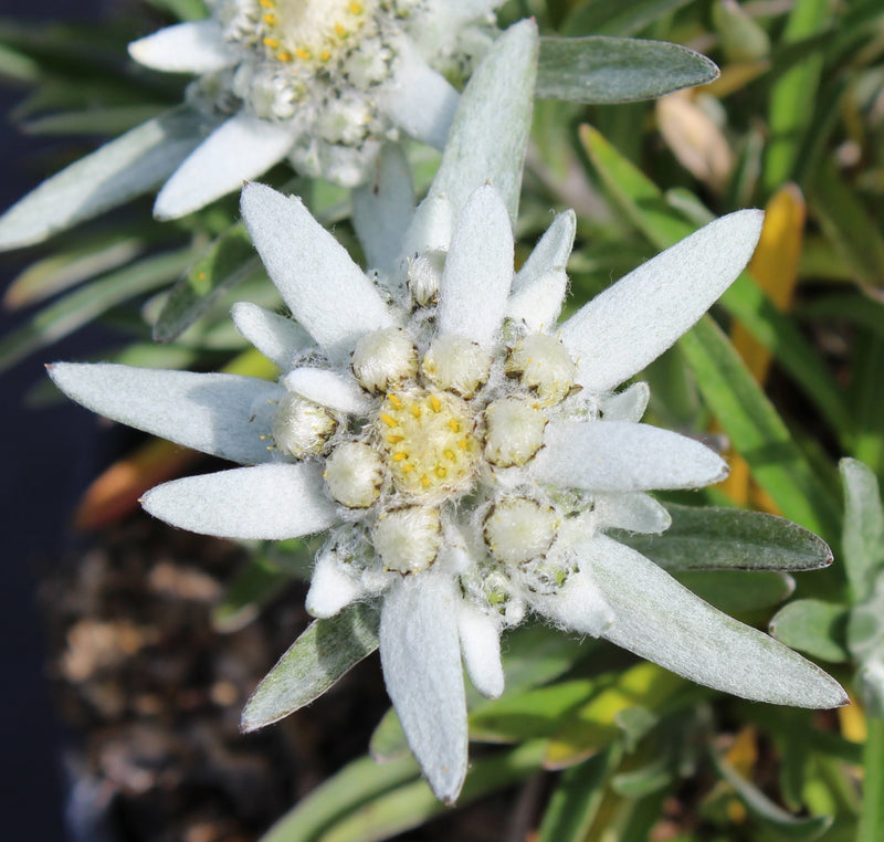 White Edelweiss Flower seeds for Planting Shade Tolerant Heirloom & GMO Free Seeds for Home Garden 
 
 Sale