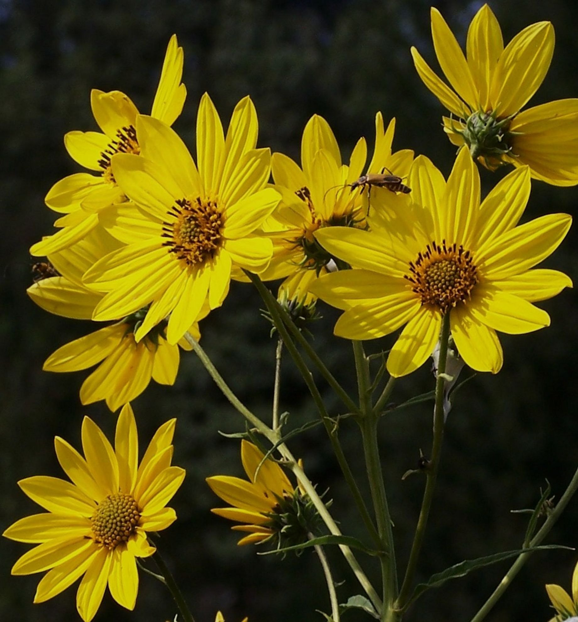 Helianthus Salicifolius Flower seeds for Planting - Cut Flower Favorite, Heirloom & GMO Free Seeds for Home Garden