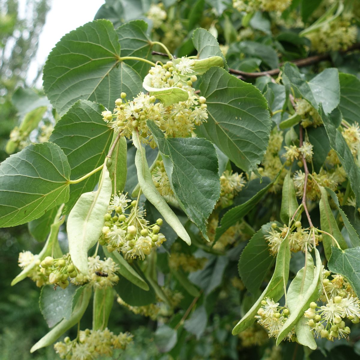 Plant American Basswood Seeds  Ideal for Gardening