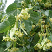 Plant American Basswood Seeds  Ideal for Gardening