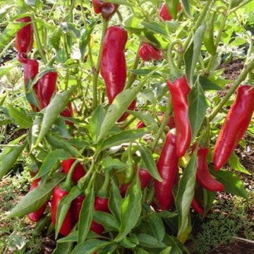 Sweet Hungarian Paprika Seeds for Planting | Flavorful Pepper Seeds for Your Garden