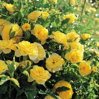 Yellow Sunblaze Miniature Rose for Planting NonGMO Heirloom Garden Seeds Long Bloom Season 
 
 Sale
