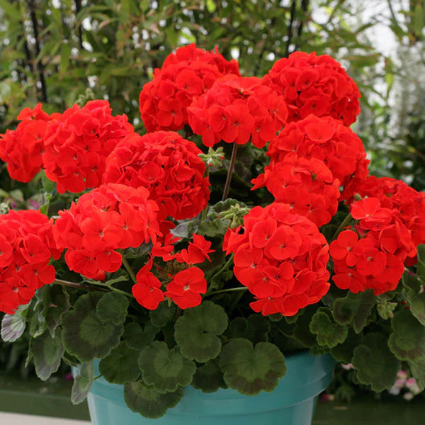 Red Geranium Breakaway Flower Seeds for Vibrant Planting