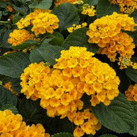 Deep Yellow Lantana Flower Seed for Planting Colorful Display Heirloom & GMO Free Seeds for Home Garden