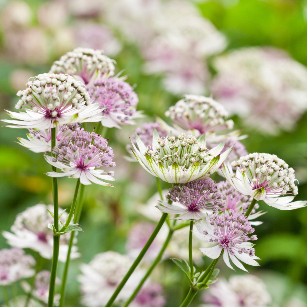 Blue Astrantia Flower seeds for Planting - Pollinator Friendly, Heirloom & GMO Free Seeds for Home Garden
