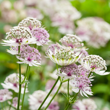 Blue Astrantia Flower seeds for Planting - Pollinator Friendly, Heirloom & GMO Free Seeds for Home Garden