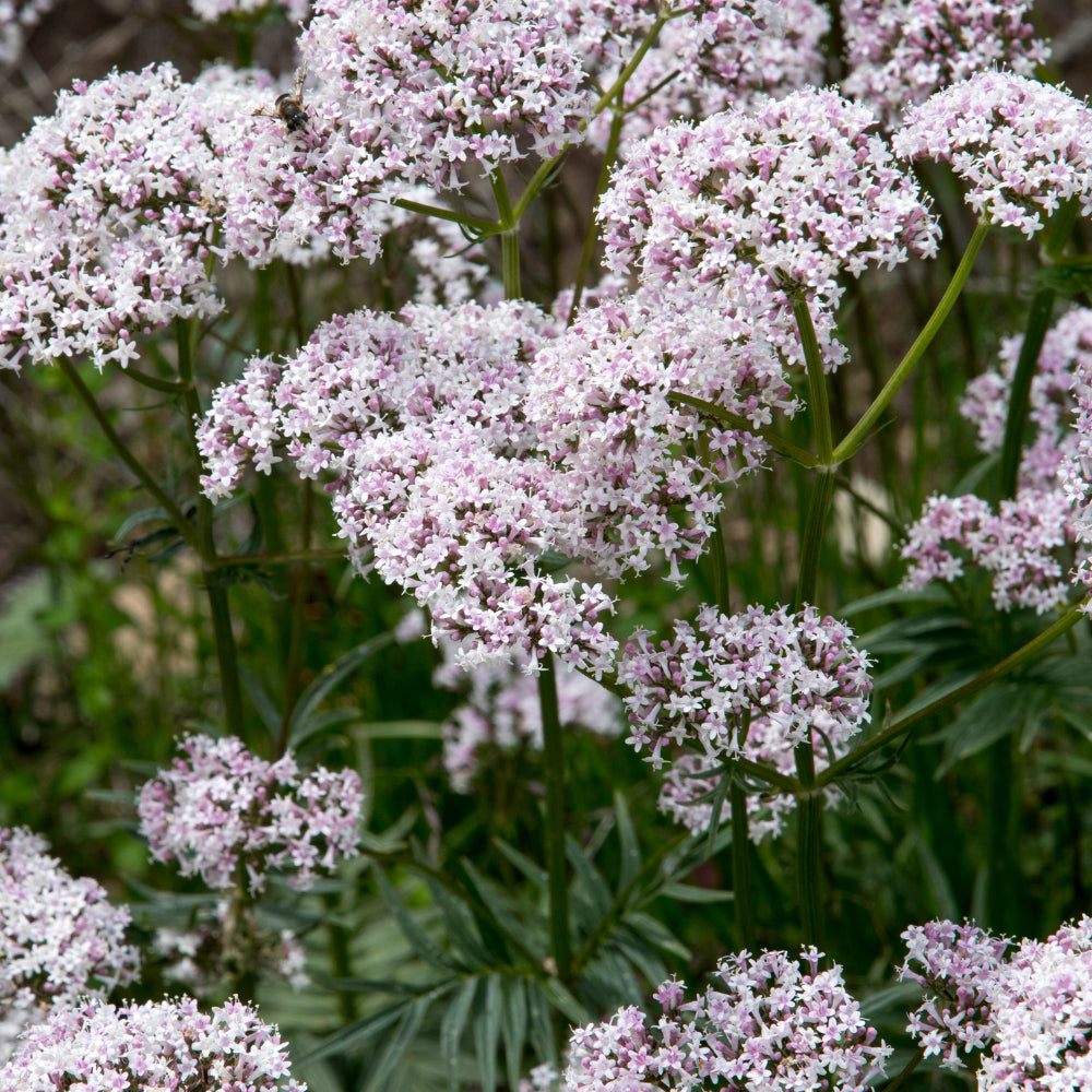 Valeriana Flower seeds for Planting Seasonal Bloomer Heirloom & GMO Free Seeds for Home Garden