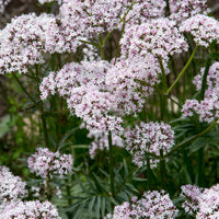 Valeriana Flower seeds for Planting Seasonal Bloomer Heirloom & GMO Free Seeds for Home Garden