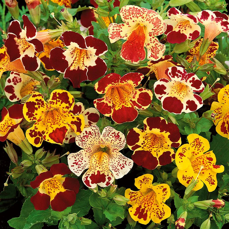 Mimulus Flower seeds for Planting Sun Loving Heirloom & GMO Free Seeds for Home Garden