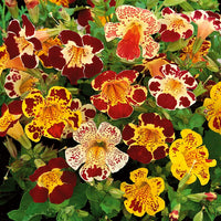 Mimulus Flower seeds for Planting Sun Loving Heirloom & GMO Free Seeds for Home Garden