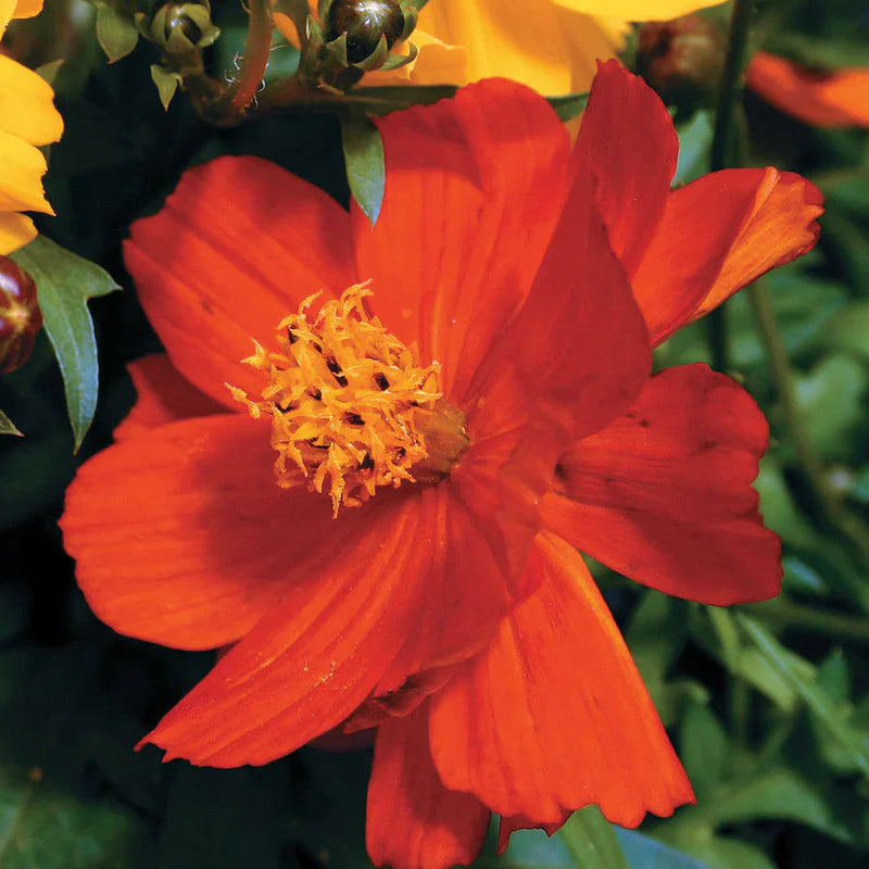 Cosmos Red Flower seeds for Planting - Bright Blooms, Heirloom & GMO Free Seeds for Home Garden
 
 Sale seeds for planting in home garden