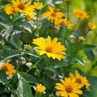 Summer Sun Sundrops Yellow Seeds for Bright Yellow Flowers