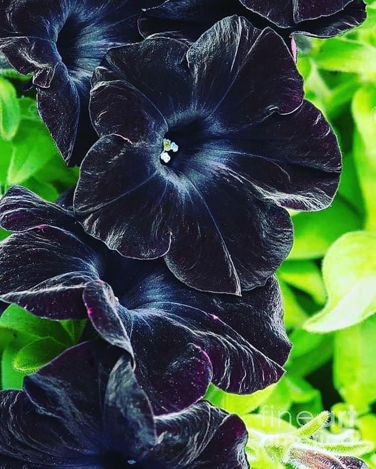 Black Petunia Flower seeds for Planting - Pollinator Friendly, Heirloom & GMO Free Seeds for Home Garden