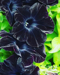 Black Petunia Flower seeds for Planting - Pollinator Friendly, Heirloom & GMO Free Seeds for Home Garden
