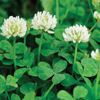 New Zealand Clover Seeds Flower seeds for Planting - Seasonal Bloomer, Heirloom & GMO Free Seeds for Home Garden